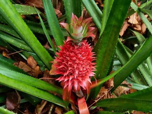 Ananas bracteatus