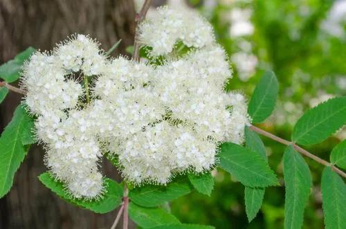Mountain Ash
