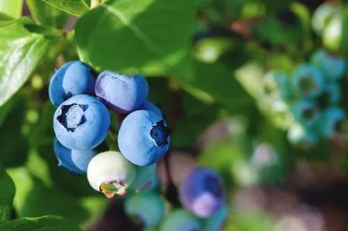 Highbush blueberry