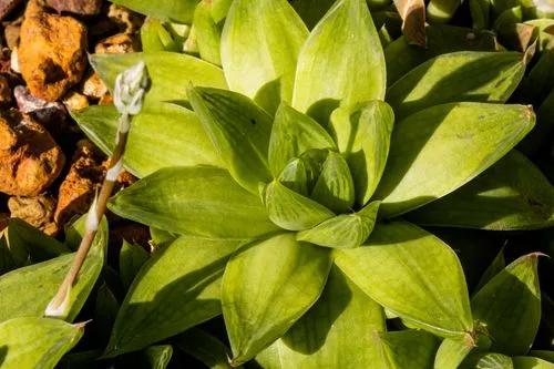 Haworthia Cymbiformis