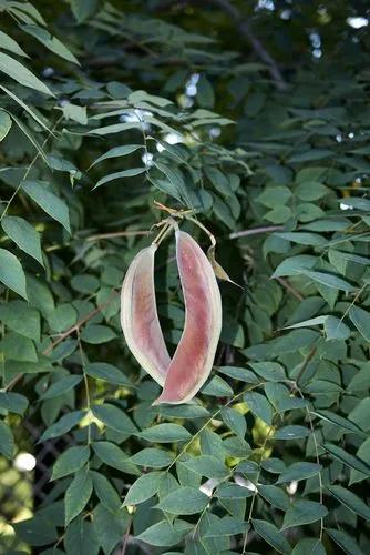 Kentucky Coffee Tree