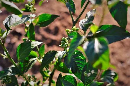 American Black Nightshade