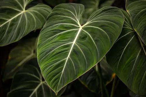 Black Gold Philodendron