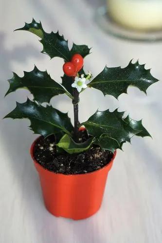 English Holly