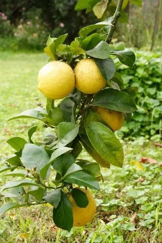 Dwarf Eureka Lemon