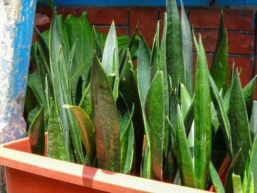 Sansevieria zeylanica