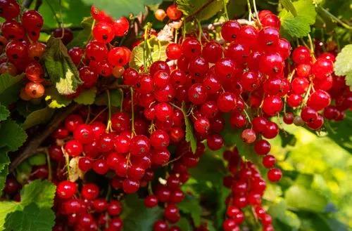 Red Currant