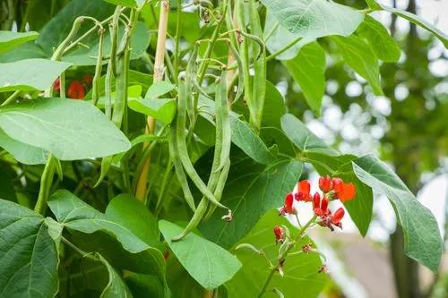 Climbing beans