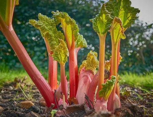 Rhubarb