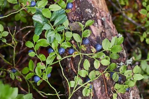 Bilberry