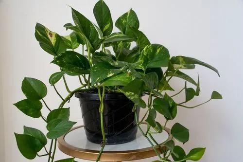 Golden Pothos