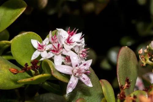 Crasula Magical Tree