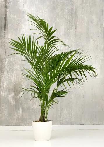 Kentia Palm Plant