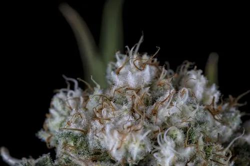 White Widow