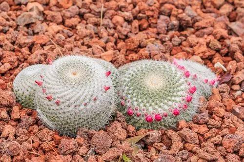 Pincushion Cactus