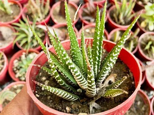 Haworthia attenuata