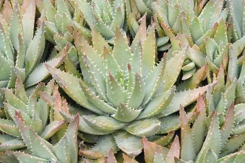 Short Leaved Aloe