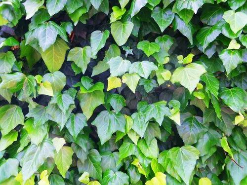 Canary Island Ivy