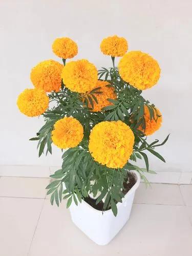 Mexican marigold