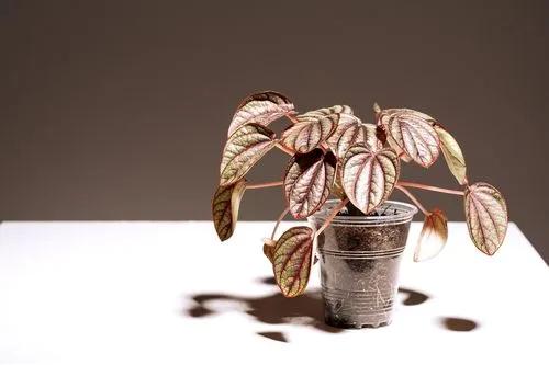 Peperomia Piccolo Banda