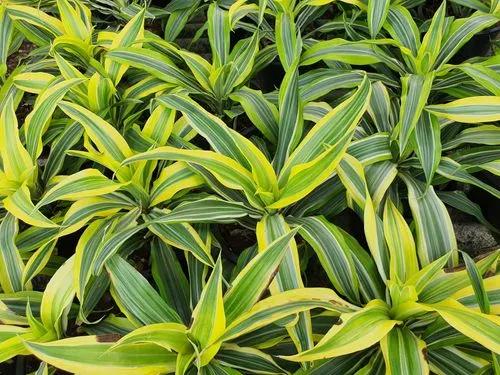 Dracaena Zitrone Limette
