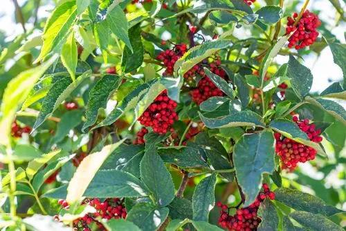 Red-berry elder