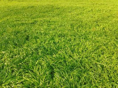 Perennial Ryegrass