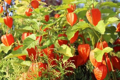 Chinese-lantern