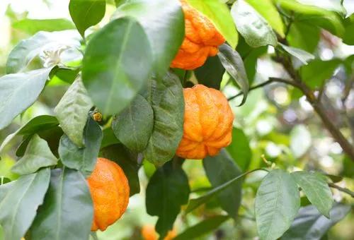 Bitter Orange Tree