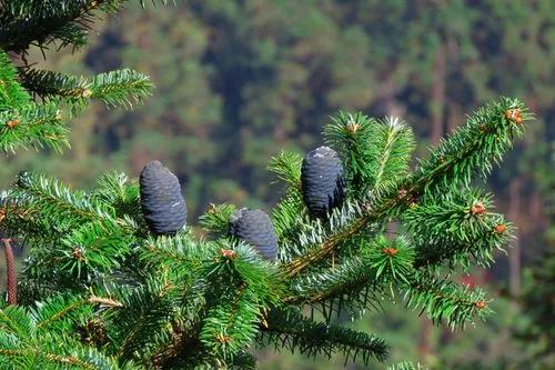 Balsam Fir