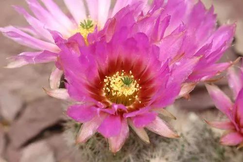 Rainbow Cactus