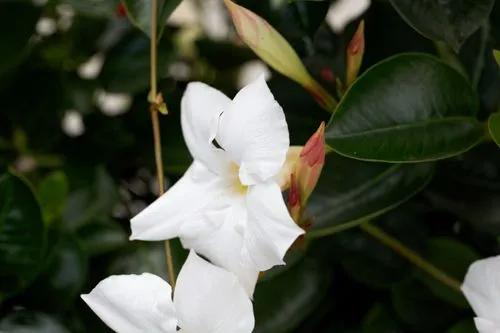 Chilean-jasmine
