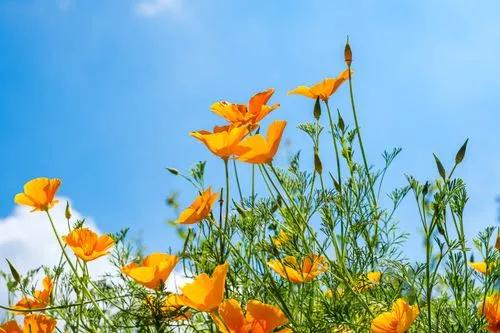 California Poppy