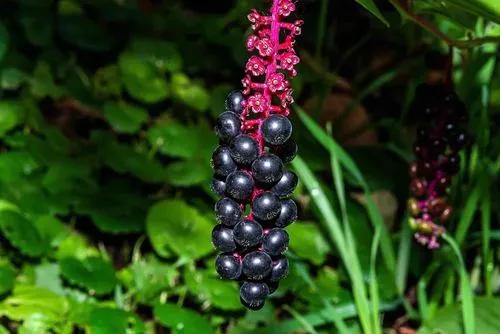 Pokeweed