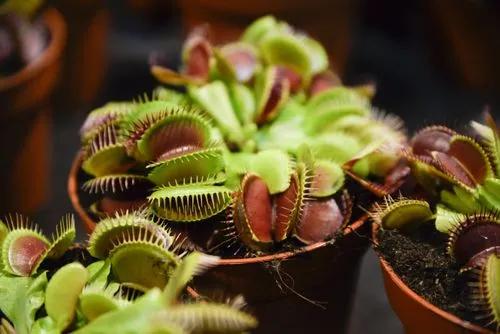 Venus Fly Trap Plant