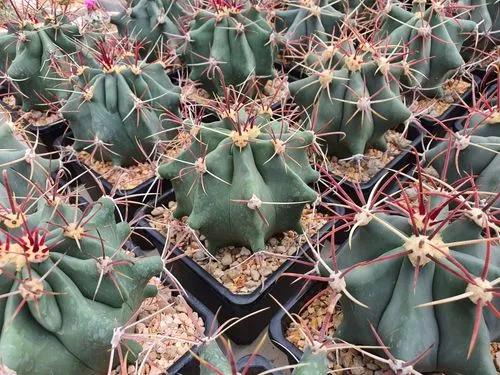 Emory's Barrel Cactus