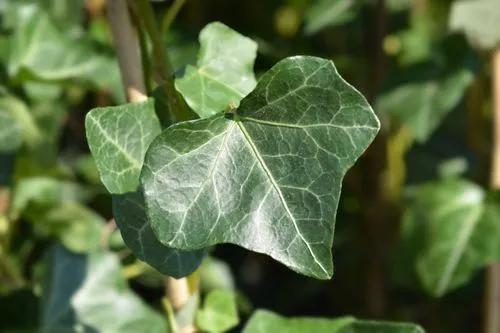 Potted Ivy