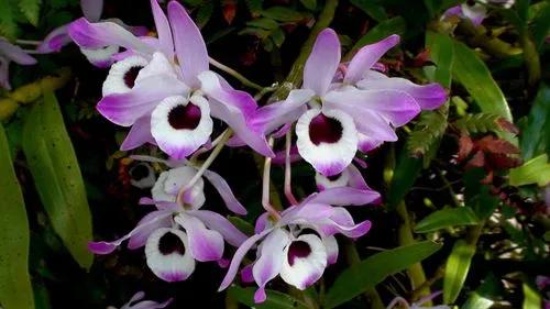 Noble Dendrobium