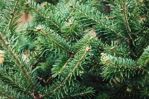 Nordmann Fir