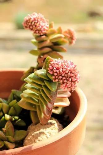 Ivory Towers Succulent