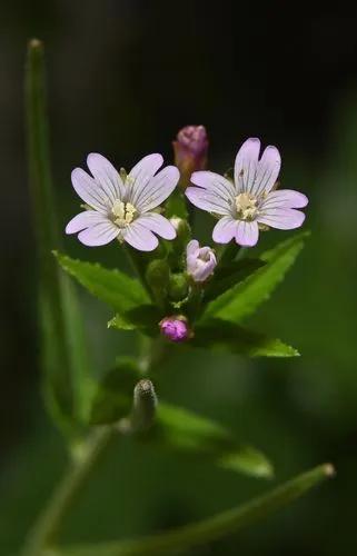 Fringed Willowherb