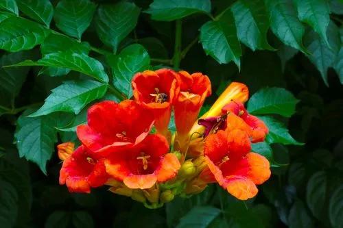 Chinese Trumpet Creeper