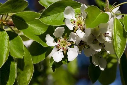 Pear Tree