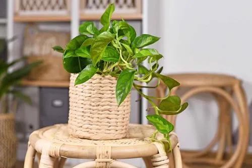 Global Green Pothos