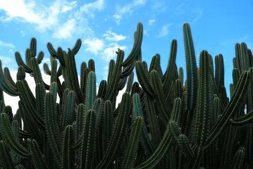 Lady of the Night Cactus