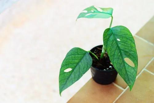 Baltic Blue Pothos