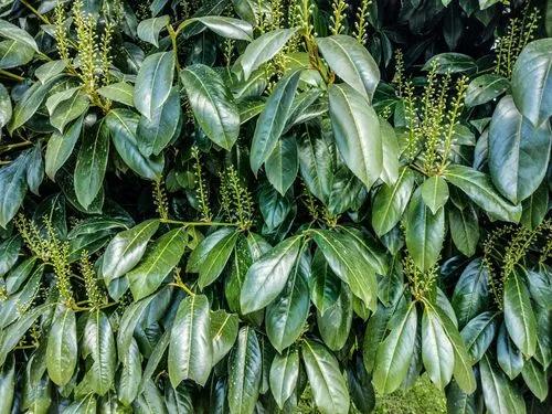 Cherry Laurel