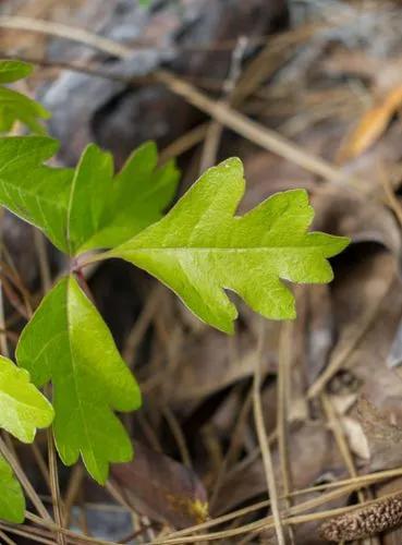 Atlantic Poison Oak