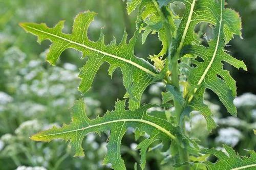 Prickly Lettuce