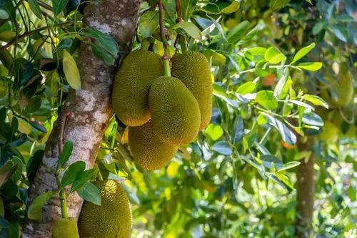 Jackfruit